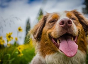 Studien bekräftar vad vi redan visste:Hundar är bättre än människor