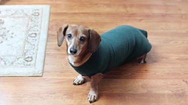 간단한 업사이클:봉제 없는 강아지 운동복
