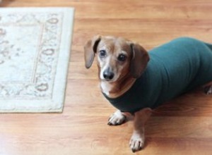 Recyclage facile :sweat-shirt pour chien sans couture