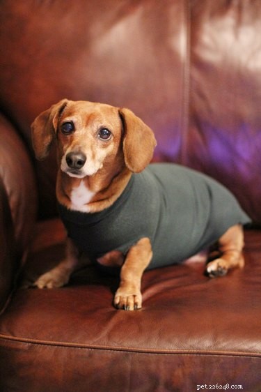 Recyclage facile :sweat-shirt pour chien sans couture