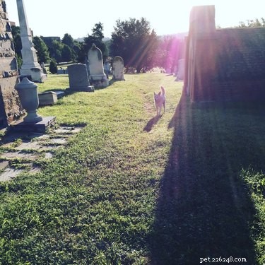 Je v pořádku venčit svého psa na hřbitově?
