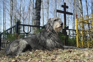 É bom passear com meu cachorro em um cemitério?