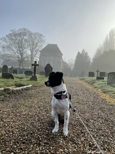 Можно ли выгуливать собаку на кладбище?