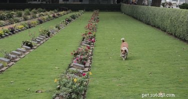 Puis-je promener mon chien dans un cimetière ?