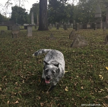 É bom passear com meu cachorro em um cemitério?