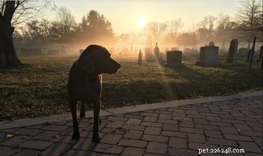 Puis-je promener mon chien dans un cimetière ?