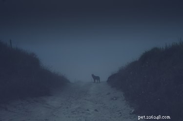 Может ли моя собака действительно видеть призраков?