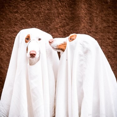우리 강아지가 정말 유령을 볼 수 있나요?
