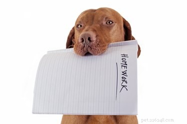 Действительно ли собаки едят домашнюю работу?