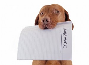 개는 정말 숙제를 먹나요?