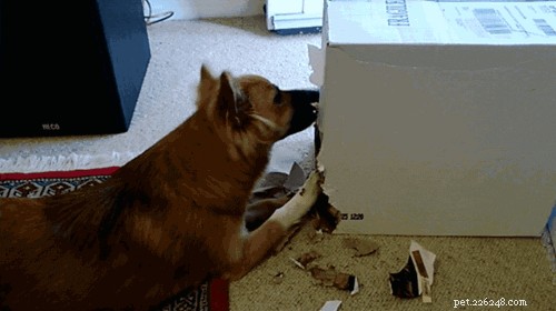 I cani mangiano davvero i compiti?