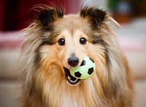Como escolher os melhores brinquedos para cães