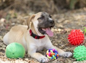 Vous devez donc acheter des choses pour votre chien