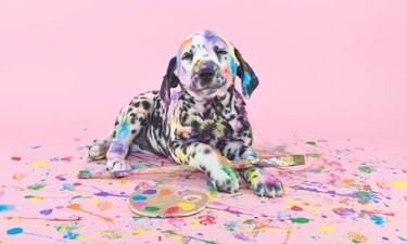 Doggie DIY-projekt för att helt skämma bort din hund