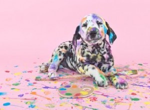 Doggie DIY-projekt för att helt skämma bort din hund