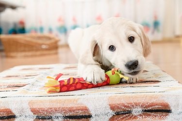 Как защитить свой дом от щенков