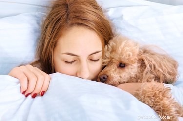 Исследователи обнаружили загадочную связь между сном собак и человеком
