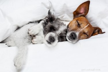 I ricercatori scoprono una misteriosa connessione tra i cani e il sonno umano