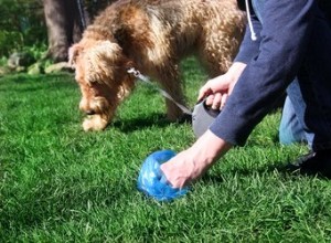 なぜ犬の糞を拾わない人がいるのですか？ 