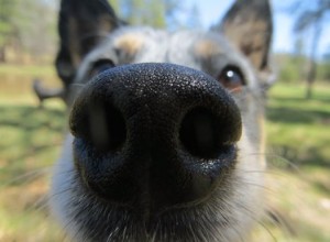 Meu cachorro sabe quando estou bêbado?