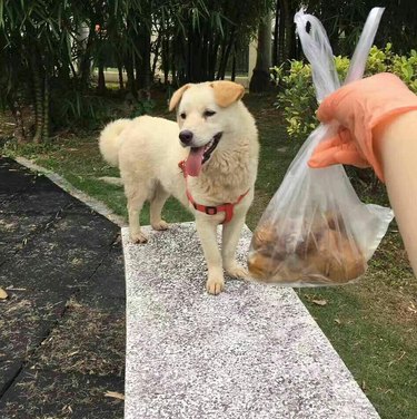 Deze hond in een zak stond op het punt om te eten, maar toen gebeurde het beste