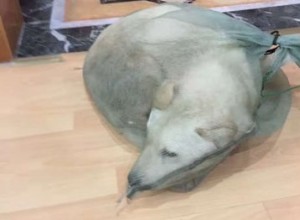 Este cachorro em um saco estava prestes a ser o jantar, mas então a melhor coisa aconteceu