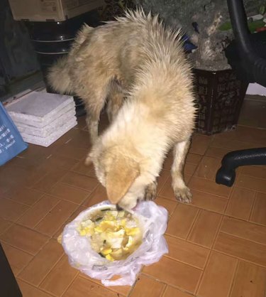 Deze hond in een zak stond op het punt om te eten, maar toen gebeurde het beste