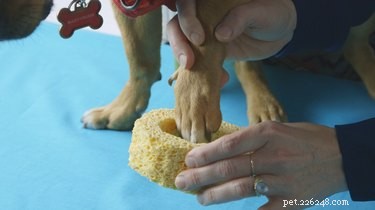 Comment fabriquer un lave-pattes de chien portatif