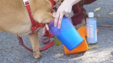 Hoe maak je een draagbare hondenpootwasser