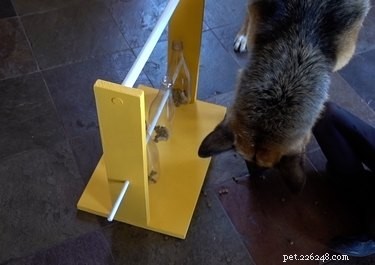 Como fazer um alimentador de quebra-cabeça de garrafa giratória para cães