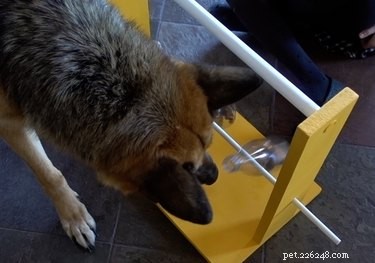 Come realizzare una mangiatoia a puzzle con bottiglia rotante per cani