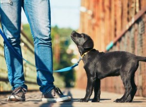 Os cães sabem quando você fez algo errado