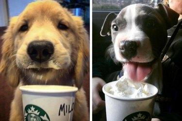 Перезагрузите приложение Starbucks, потому что вашему щенку нужно попробовать секретное меню для собак