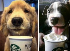 Znovu načtěte aplikaci Starbucks, protože vaše štěně POTŘEBUJE VYZKOUŠET, protože existuje tajná nabídka pro psy