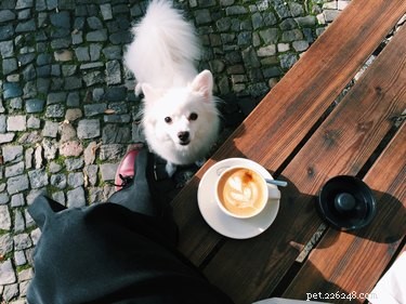 Ladda om din Starbucks-app eftersom det finns en hemlig hundmeny som din valp MÅSTE prova