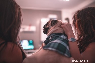 Wat zien honden als ze tv kijken?