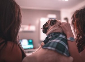 Vad ser hundar när de tittar på TV?