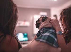 犬はテレビを見たときに何を見ますか？ 