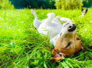 5 zodpovězených důležitých otázek o psích snech