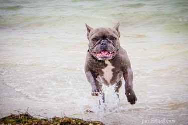 Por que os cães cheiram tão mal quando estão molhados?