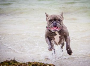 Por que os cães cheiram tão mal quando estão molhados?