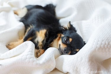 Op welke leeftijd beginnen puppy s te dromen?