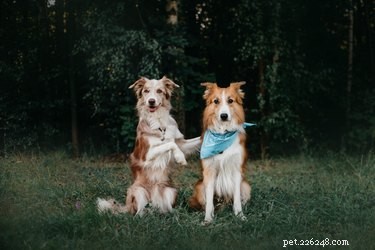 Hoe je een bandana op 4 schattige manieren om een ​​hond bindt