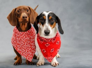 Comment attacher un bandana à un chien de 4 façons adorables