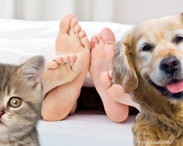 Les chiens et les chats savent-ils quand vous avez des relations sexuelles ?