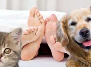 Cães e gatos sabem quando você está fazendo sexo?