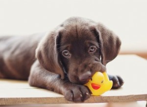 8 leksaker för att hålla din hund helt upptagen