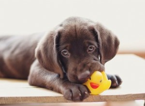 8 jouets pour occuper complètement votre chien