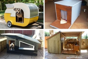 10 casinhas de cachorro DIY incríveis com plantas