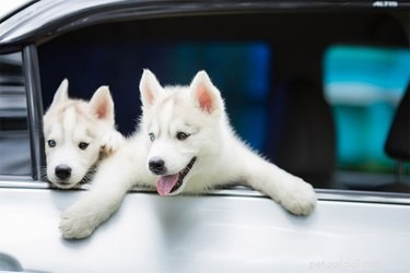 Сопровождение щенка в длительной поездке на автомобиле